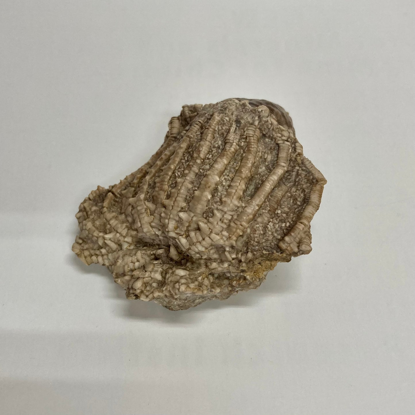 Crinoid - Eretmocrinus tentor