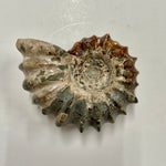 Ammonite - Douvilleiceras sp.