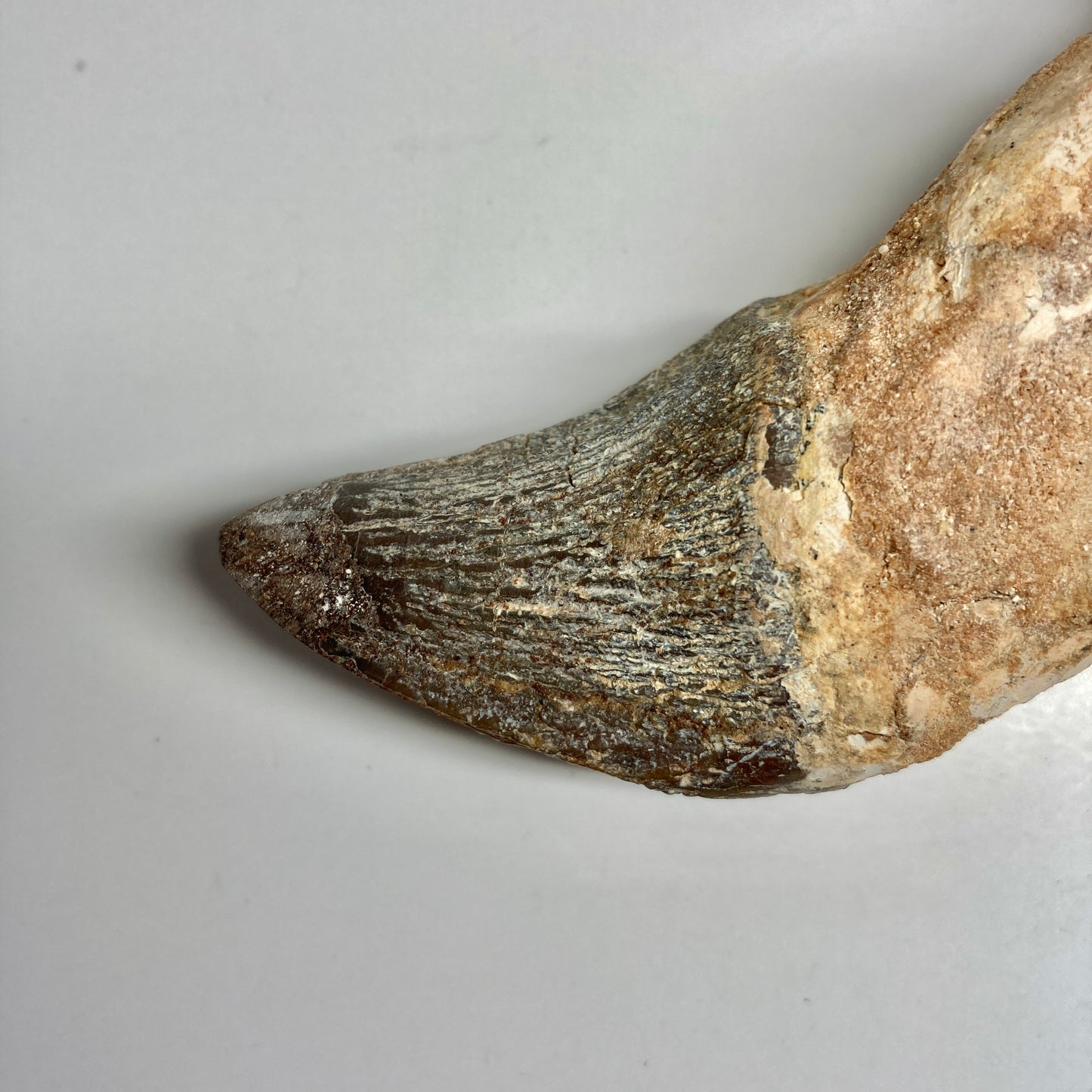 Zygorhiza kochii Whale Tooth - Incisor