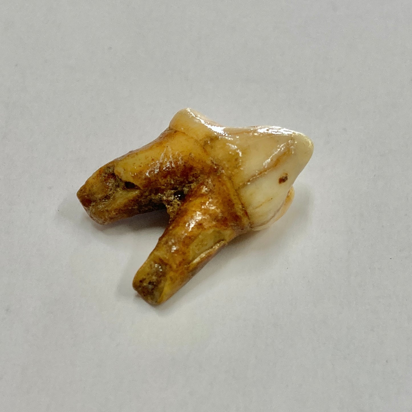 Cave Bear Molar Tooth