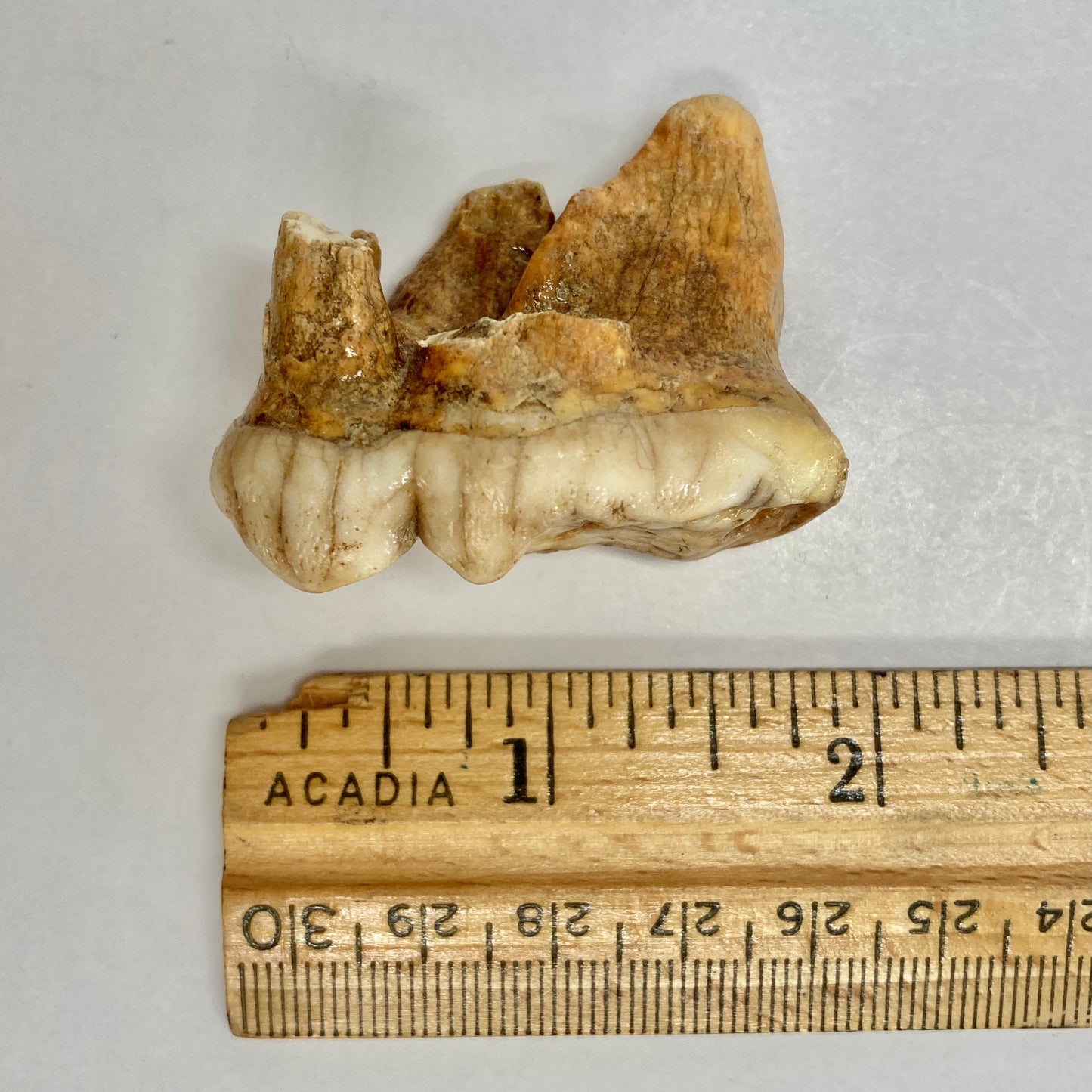 Cave Bear Molar Tooth