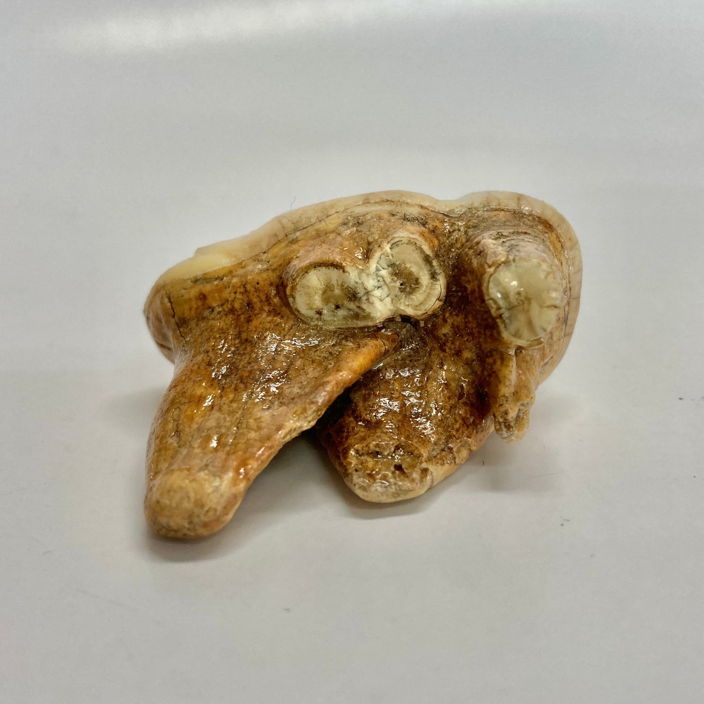 Cave Bear Molar Tooth