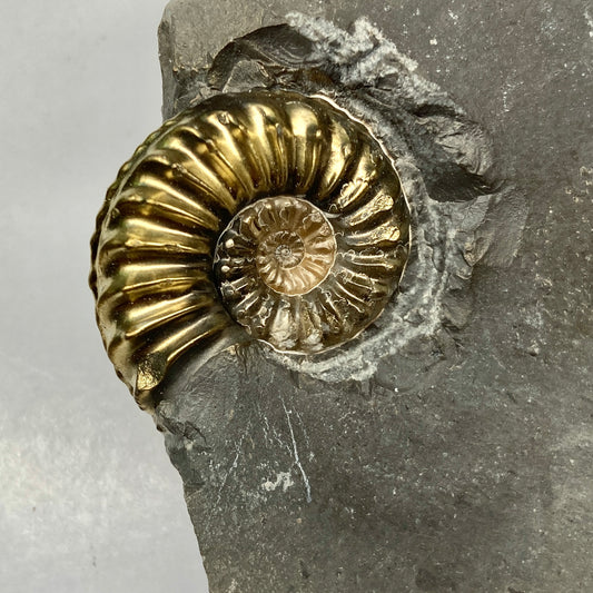 Pyritized Pleuroceras Ammonite