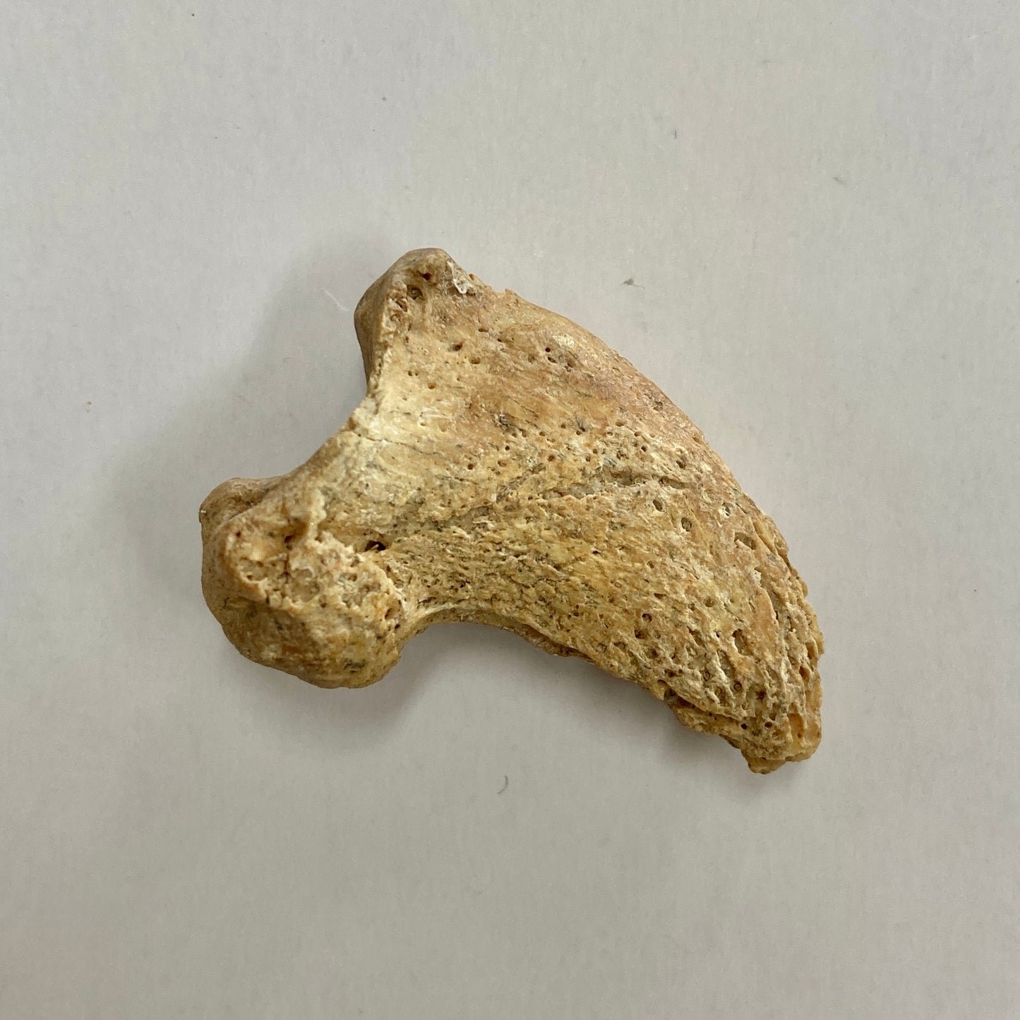 Cave Bear Claw