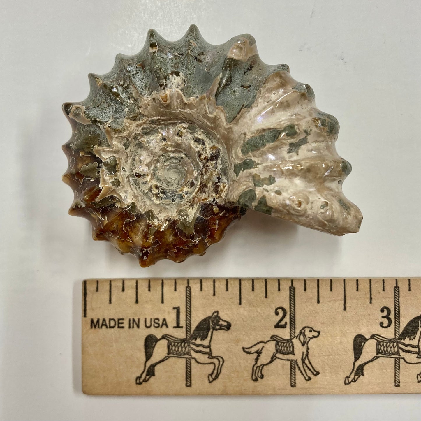 Ammonite - Douvilleiceras sp.