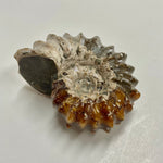 Ammonite - Douvilleiceras sp.