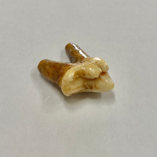 Cave Bear Molar Tooth