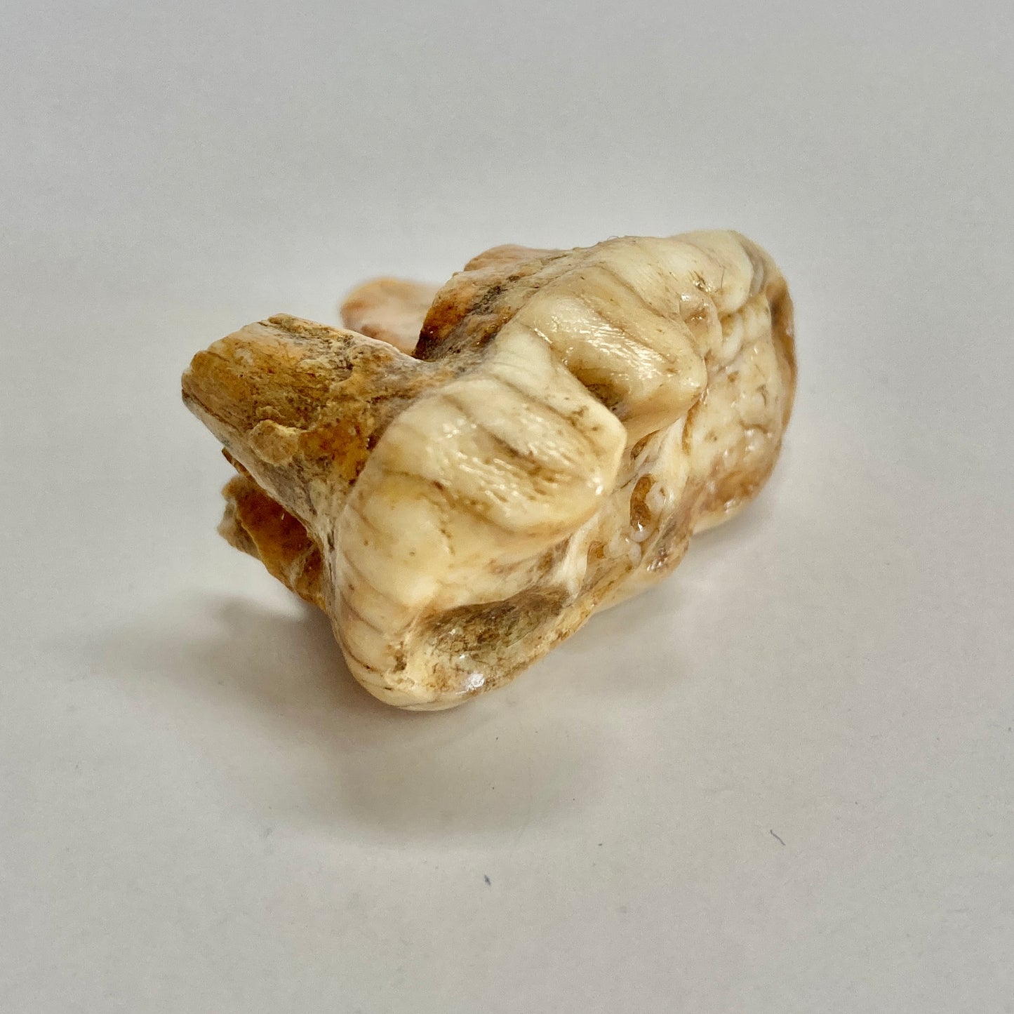 Cave Bear Molar Tooth