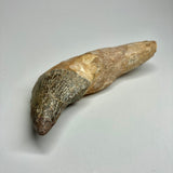 Zygorhiza kochii Whale Tooth - Incisor