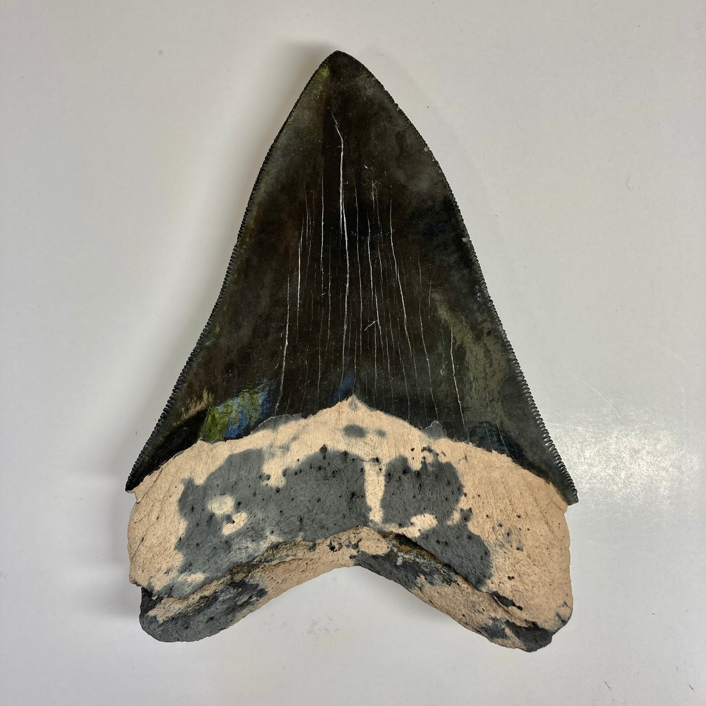 Megalodon Tooth