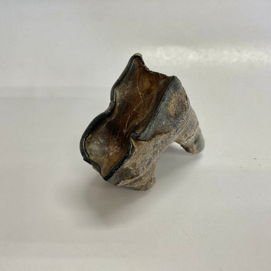 Woolly Rhinoceros Tooth