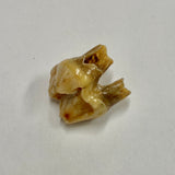 Cave Bear Premolar Tooth