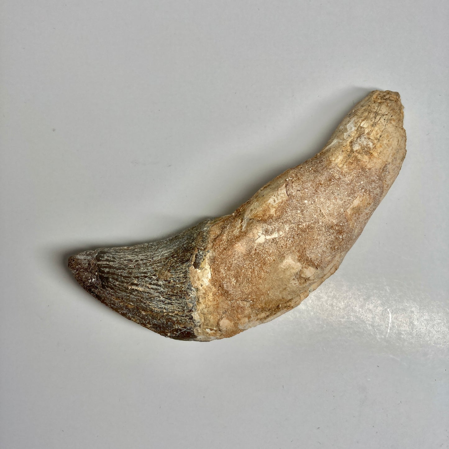 Zygorhiza kochii Whale Tooth - Incisor