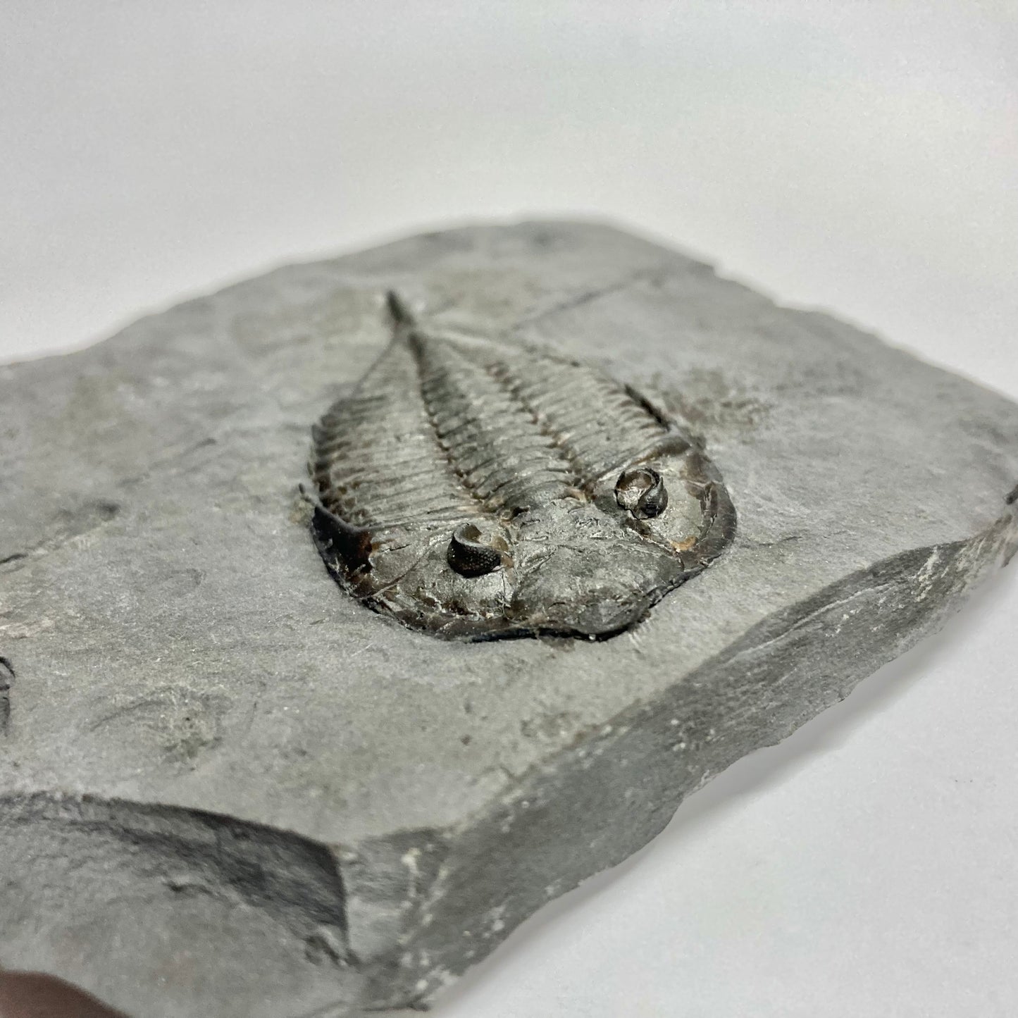 Dalmanites limulurus Trilobite