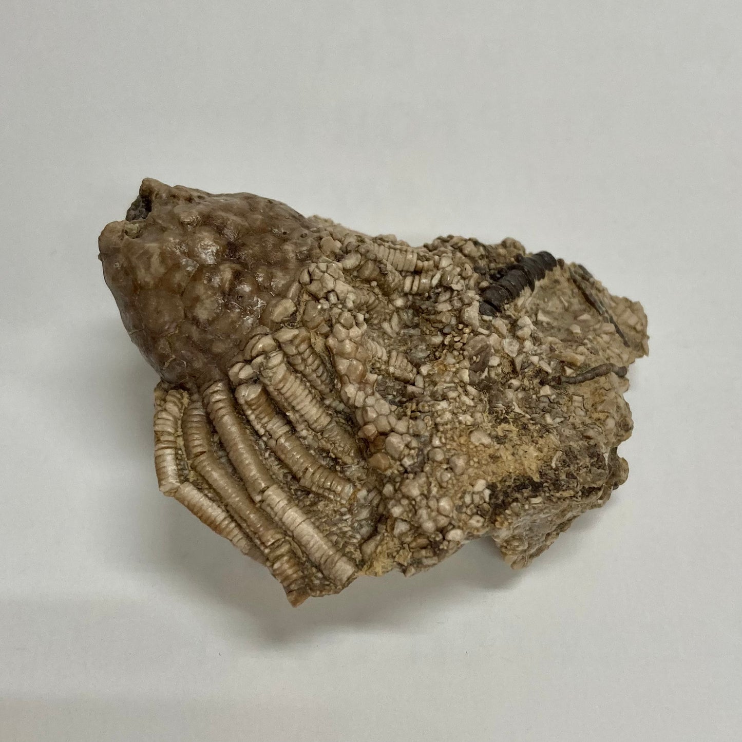 Crinoid - Eretmocrinus tentor